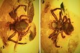 Fossil Spider (Aranea) In Baltic Amber #45126-1